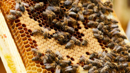 Bienen und Waben